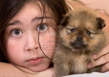 Pomeranian mini welpen