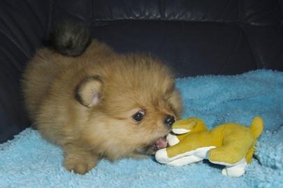 Pomeranian mini welpen
