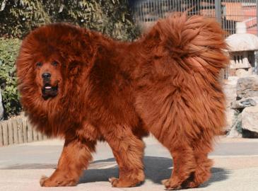 Do-Khyi - Tibetdogge- welpen - FCI Papie