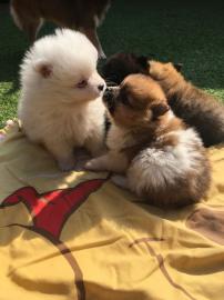 pomeranian zwergspitz
