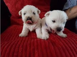 Western Highland Terrier Welpengeschenk