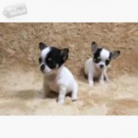 Reinrassige Chihuahua-Welpen WhatsApp nu