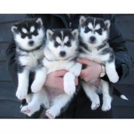 Weibliche und m�nnliche Siberian Husky W