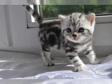 BKH silber tabby classic mit Papieren,