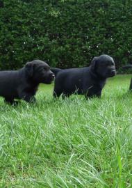 Labrador -Welpen ( SF) und Champagner