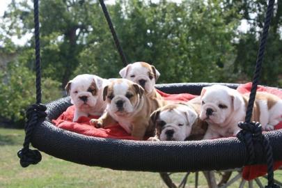 Engl. Bulldog Welpen mit Stammbaumpapiere