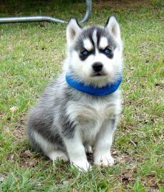Blaue Augen Siberian Husky Welpen