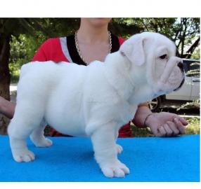 Wundersch�ne Englisch Bulldogsbabys