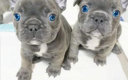 sch?ne welpen der franz?sischen bulldogg