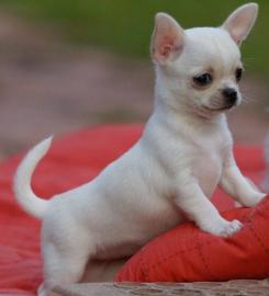 Chihuahua Welpen suchen ein Zuhause What
