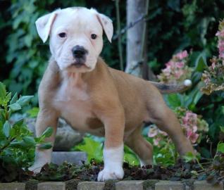 s�sse reinrassige Armerikanische Bulldog