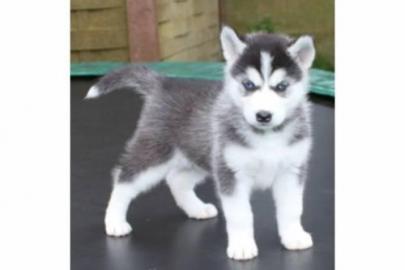 wundersch�ne Siberian Huskywelpen mit Pa