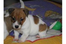 kleiner Jack Russell Welpen