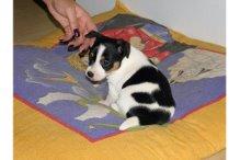 kleiner Jack Russell Welpen