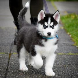 Siberian Husky Welpen