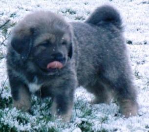 Tibetdogge, DoKhyi, Tibetan Mastiff