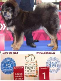 Tibetdogge, DoKhyi, Tibetan Mastiff