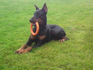 +++ Traumhafter Dobermannwelpen R�de mit