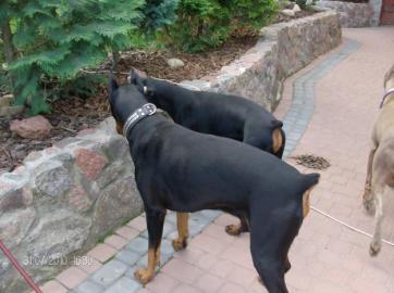 +++ Traumhafter Dobermannwelpen R�de mit