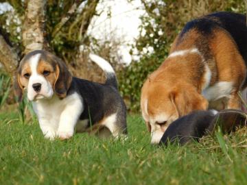 Charmant Beagle-Welpen