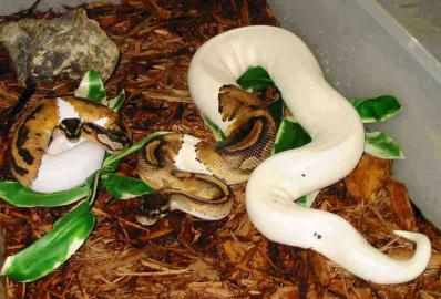 Sch�ne Piebald Ball Pythons zum Verkauf