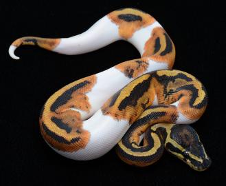 Sch�ne Piebald Ball Pythons zum Verkauf
