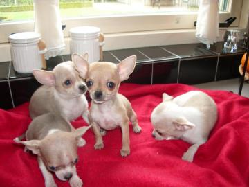 Nizza  mini Chihuahua Welpen, KH und LH,