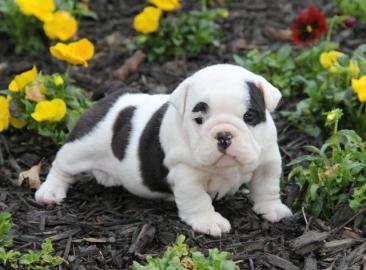 Englische Bulldoggen Welpen