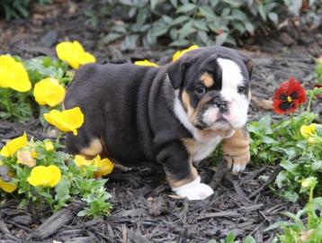 Englische Bulldoggen Welpen