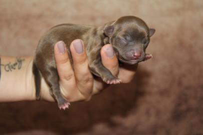 Chihuahua Babys mit Ahnentafel