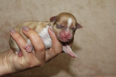 Chihuahua Babys mit Ahnentafel