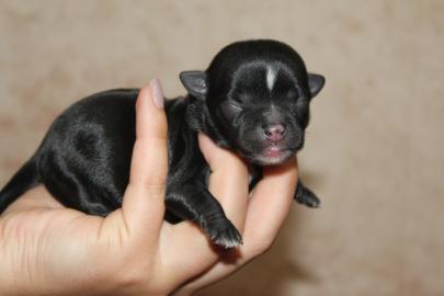 Chihuahua Babys mit Ahnentafel