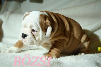 extra runzelige Englische Bulldogge-Welp