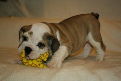 extra runzelige Englische Bulldogge-Welp
