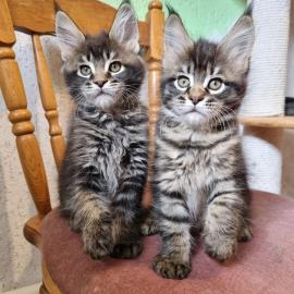 Wundersch�ne Maine-Coon-Katzen abzugeben