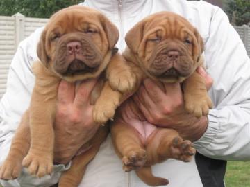 HIGH QUALITY DOGUE DE BORDEAUX puppies