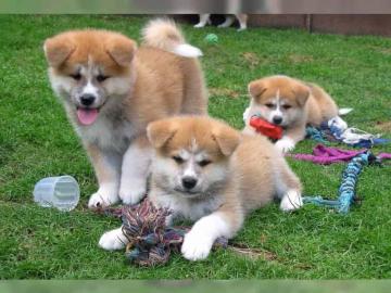 Pr�chtige Akita Inu Welpen in rot abzuge