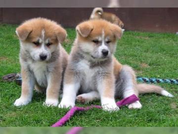 Pr�chtige Akita Inu Welpen in rot abzuge