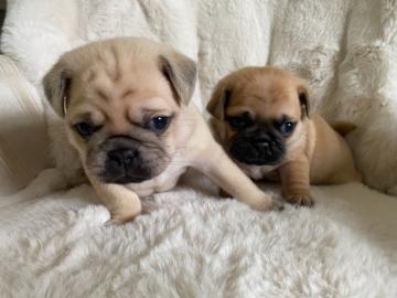 Mops Welpen
