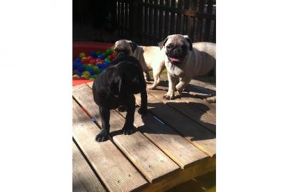 !!Mops Welpen(ZVK)!!