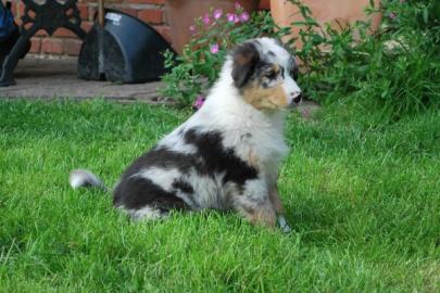 MINI-Australian Shepherd - Mix Welpen