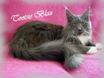 Maine Coon kitten mit Staumbaum