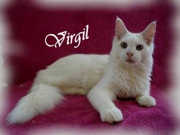 Maine Coon kitten mit Staumbaum