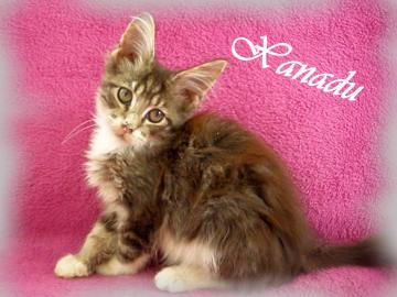 Maine Coon kitten mit Staumbaum