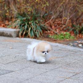 Bezaubernde Pomeranian-Welpen suchen ein