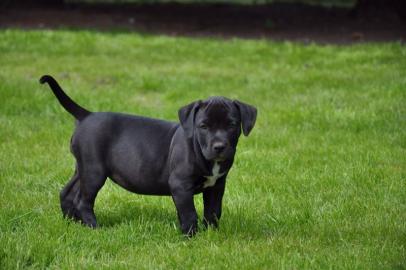 XXL American Bully (blue line) Welpen