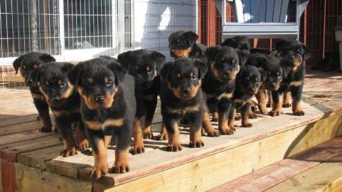 Deutsche Rottweiler Welpen