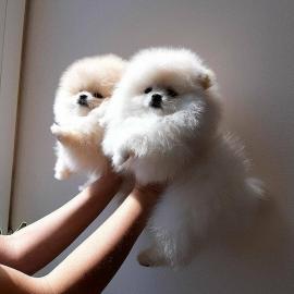 Kleine Pomeranien-Zwergspitz Babys