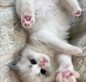 Ragdoll-K�tzchen suchen ein Zuhause f�r