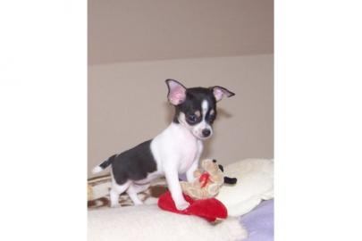 Zwei Mini Chihuahua Welpen zur Annahme